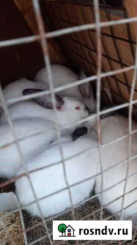 Калифорнийские крольчата Стерлитамак - изображение 1