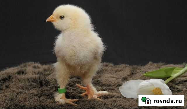 Инкубационное куриное яйцо Новосибирск - изображение 1