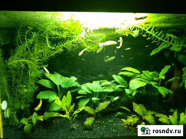 Гуппи бесплатно Киров - изображение 1