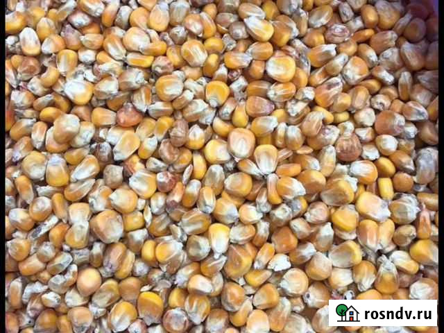 Кукуруза Борисовка - изображение 1