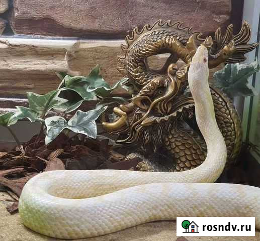 Змея Калуга - изображение 1