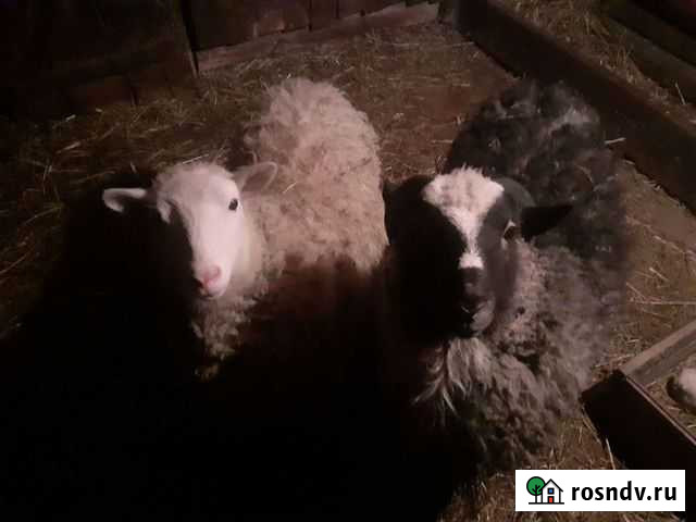 Баран Златоуст - изображение 1