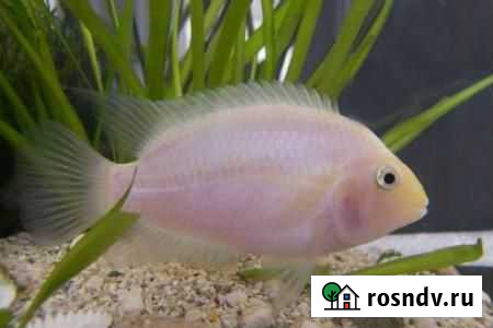 Цихлиды розовый фламинго Ульяновск - изображение 1