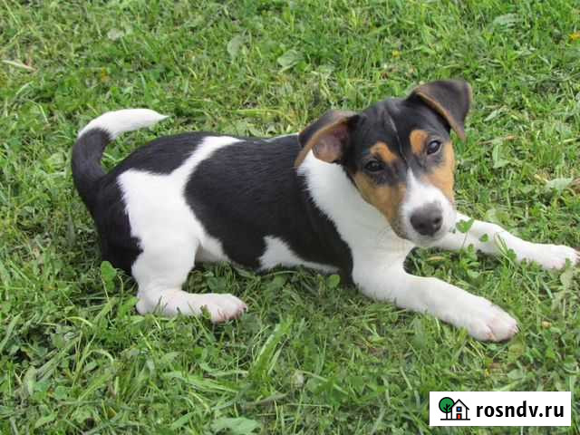 Джек рассел для вязки Кольчугино - изображение 1