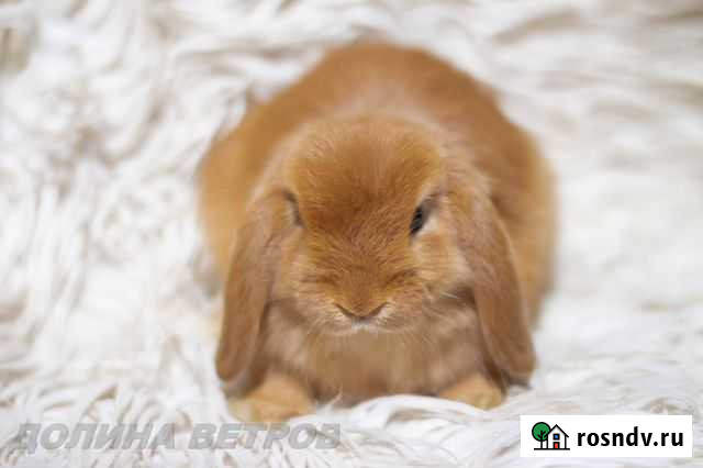 Вислоухий кролик минилоп рыжий мальчик Москва - изображение 1