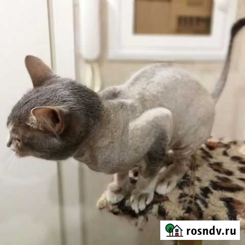 Стрижка собак и кошек, экспресс линька у Вас дома Волгоград - изображение 1