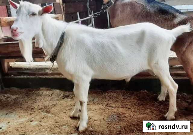 Козел для вязки Невьянск - изображение 1