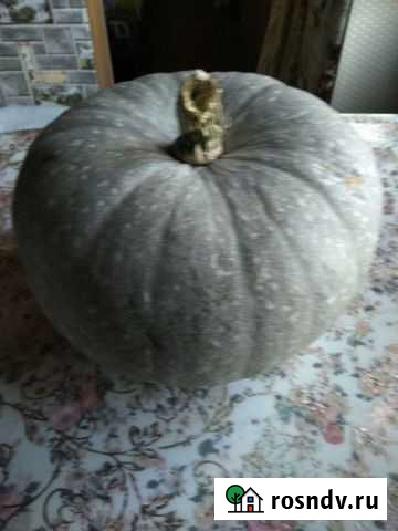 Тыква оранжевая, сладкая. Кабачки Комсомольск-на-Амуре - изображение 1