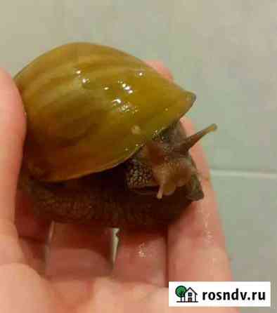 Улитки ахатины Achatina fulica var. rodatzi Омск