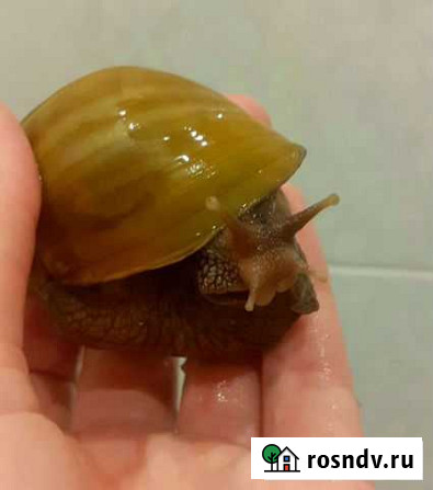 Улитки ахатины Achatina fulica var. rodatzi Омск - изображение 1