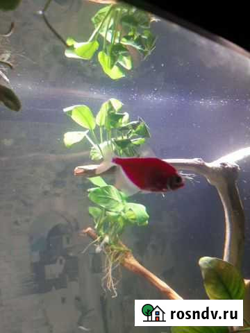 Аквариумные рыбки Андреевка - изображение 1