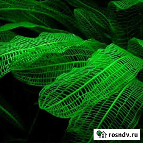 Апоногетон мадагаскарский Дёмино - изображение 1