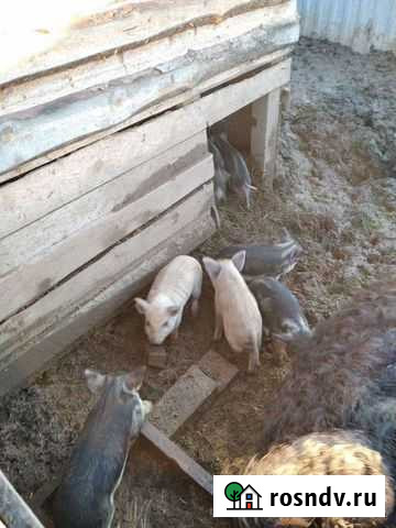 Венгерская пуховая мангалица Новосокольники - изображение 1