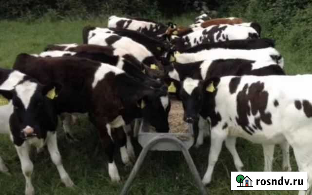 Бычки телята Славянск-на-Кубани - изображение 1