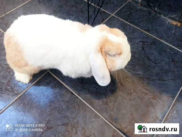 Декоротивный кролик для вязки Чехов - изображение 1