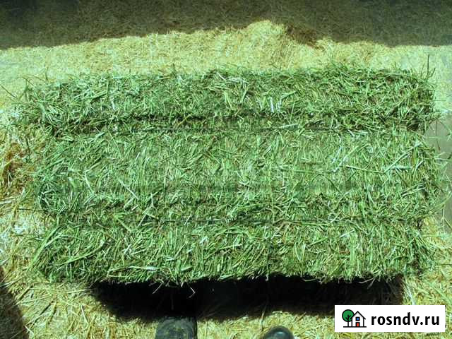 Сено люцерны Фастовецкая - изображение 1