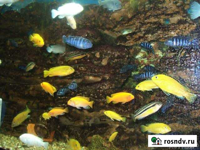 Молодь малавийских цихлид Коломна - изображение 1