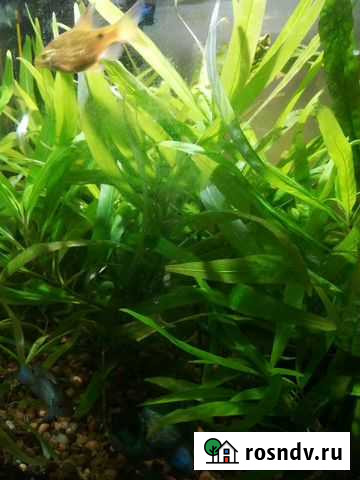 Аквариумное растение.Рыбки Орловский - изображение 1