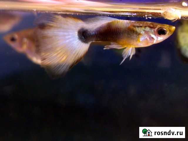 Отдам всех около 60 Тольятти - изображение 1