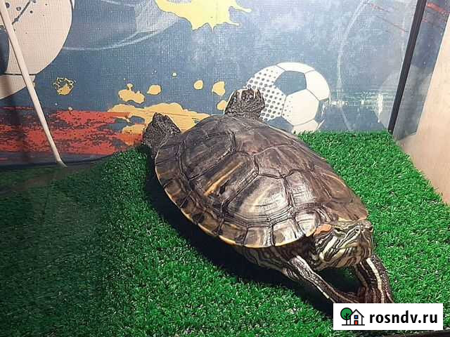 Черепаха Тула - изображение 1