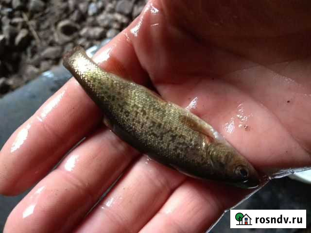 Живец (Гольян) Володарск - изображение 1