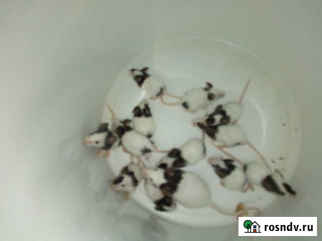 Мышь бамбуковая Новороссийск - изображение 1