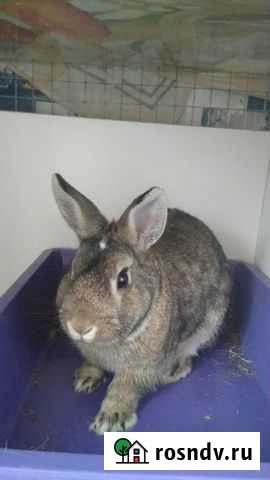 Отдам кролика в хорошие руки Райчихинск - изображение 1