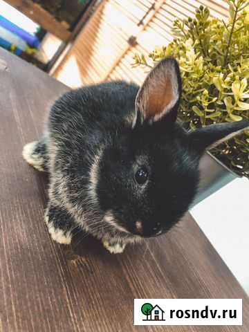 Декоративные кролики Краснодар - изображение 1