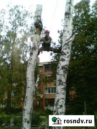 Спил деревьев Донской - изображение 1