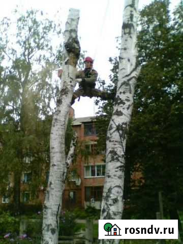 Спил деревьев Донской - изображение 1