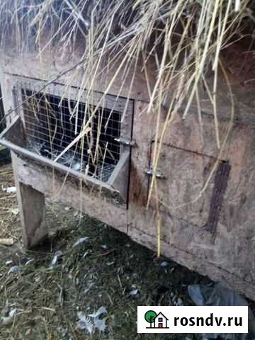 Клетка Сергиев Посад - изображение 1