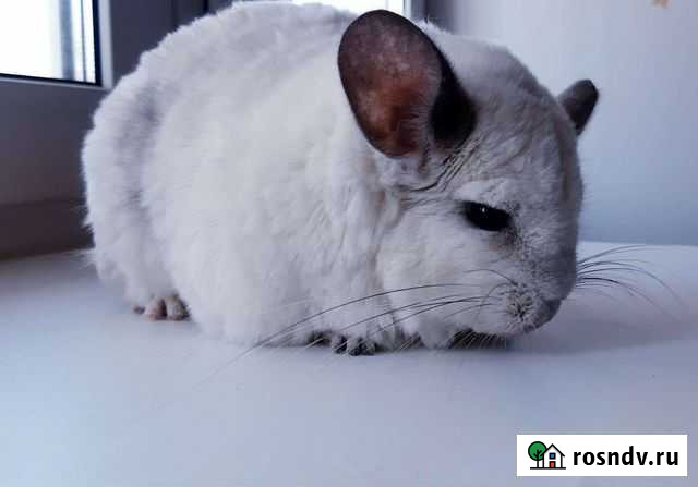 Белая шиншилла Кунгур - изображение 1