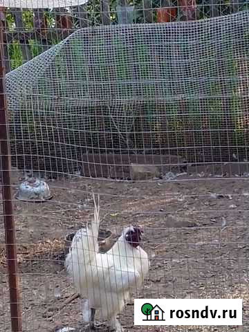 Петух китайский Шёлковый Быстрогорский - изображение 1