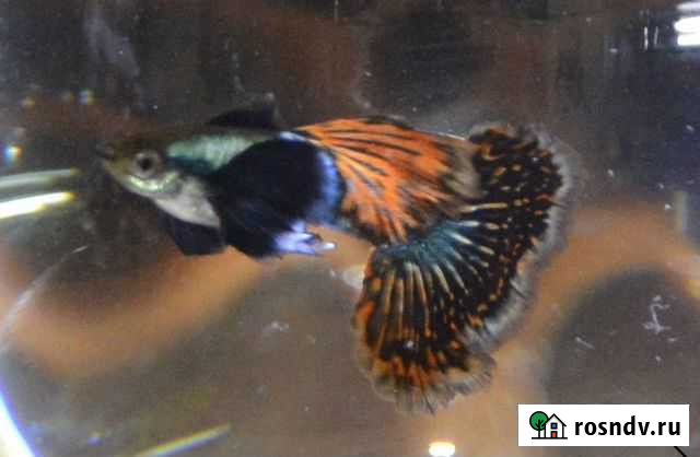 Аквариумные рыбки, растения Тюмень - изображение 1