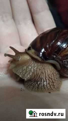 Улитки ахатины Таганрог - изображение 1