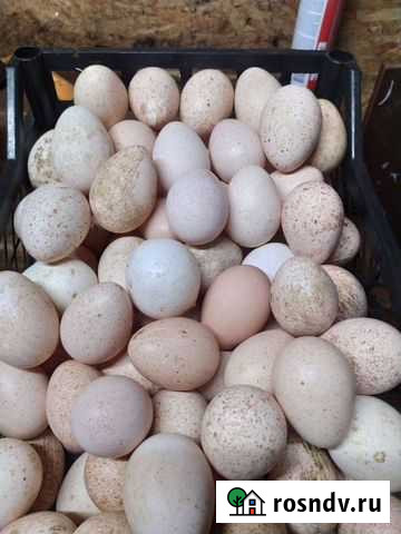 Яйцо индюшачье Тверь - изображение 1