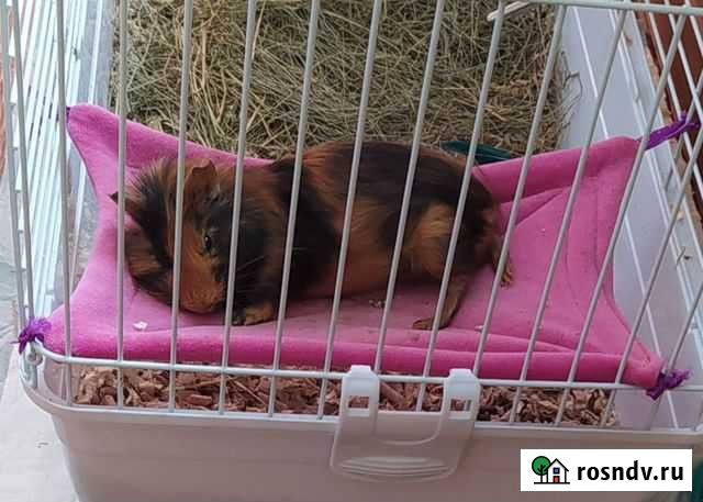 Морская свинка Рязань - изображение 1