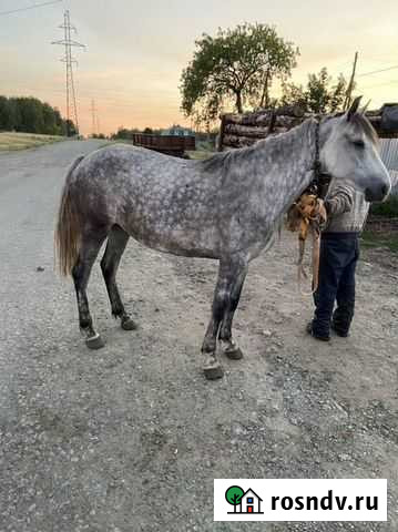 Лошади Тимирязевский - изображение 1