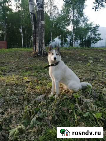 Вязка Сыктывкар - изображение 1