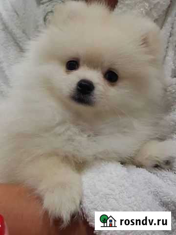 Вязка. Немецкий шпиц Москва - изображение 1