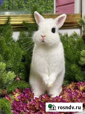 Хотот редкая порода кроликов Москва - изображение 1