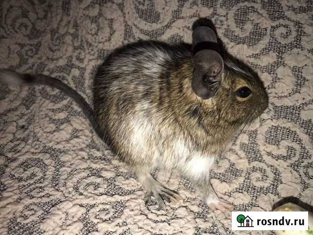 Дегу Калуга - изображение 1