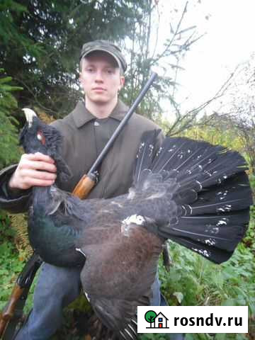 Дичь глухарь утка вальдшнеп Мурино - изображение 1