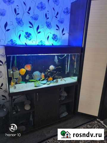 Аквариумные рыбки Барнаул - изображение 1