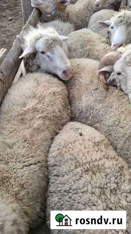 Бараны Хасавюрт - изображение 1