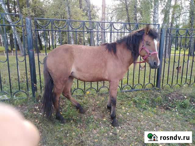 Лошадь пони-класса Нефтекамск - изображение 1