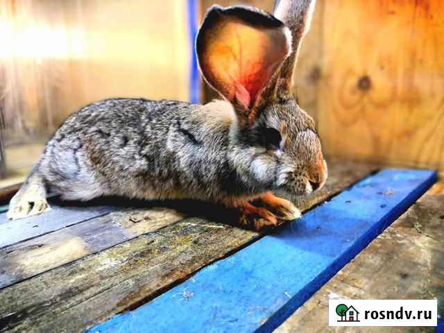 Крольчата Рузаевка - изображение 1