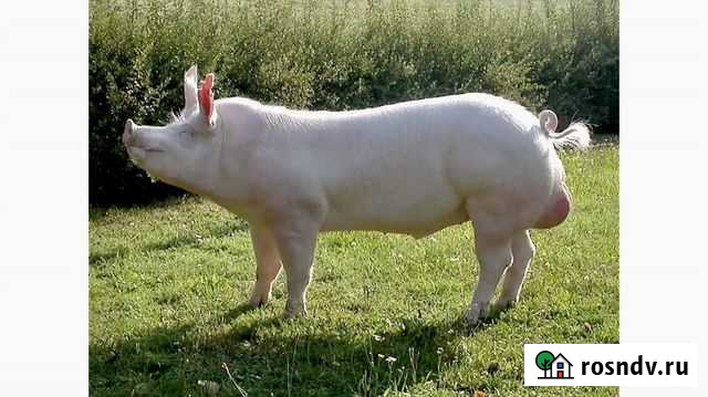 Хряк Волоколамск - изображение 1