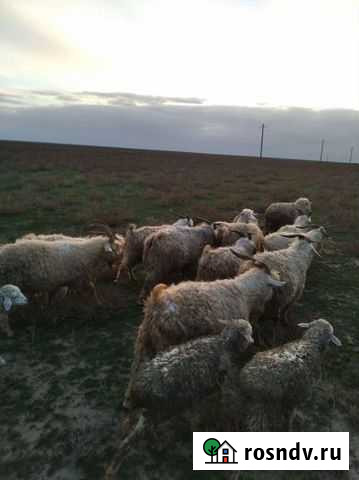 Козы Кочубей - изображение 1