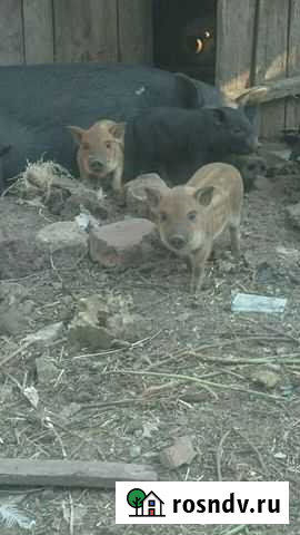 Кармалы Гуково - изображение 1